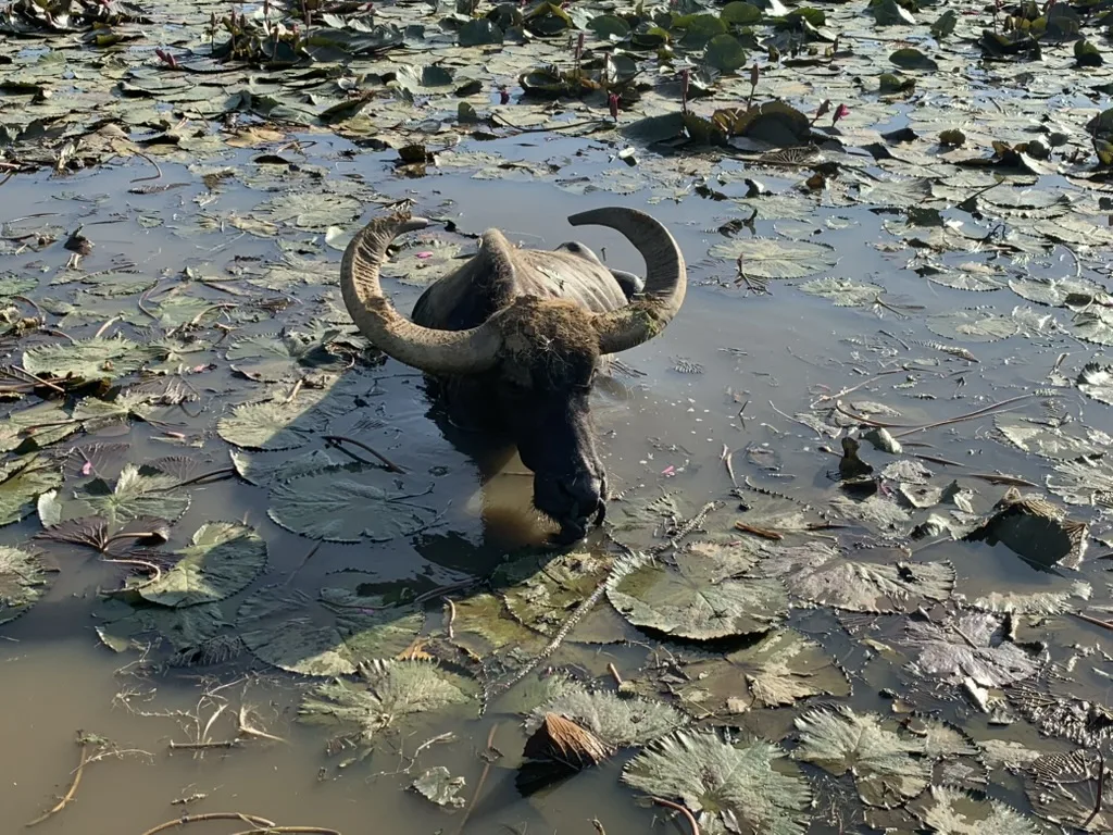 はいむるぶしの敷地内にいた水牛